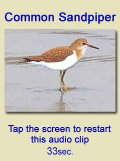 Sandpiper