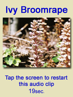 Ivy Broomrape