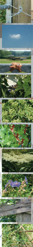 Digital Photographic Collage for exhibition and community installation during artist residency